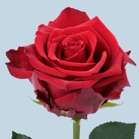Красная роза 100 см (Эквадор)