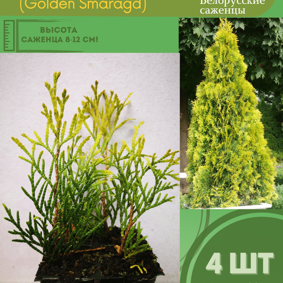 Туя саженец западная конусовидная Голден Смарагд  4шт (кассета)