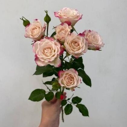 Кустовая роза рефлекс 60 см