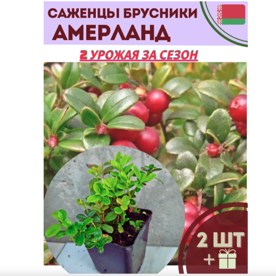 Брусника саженцы «Амерланд»