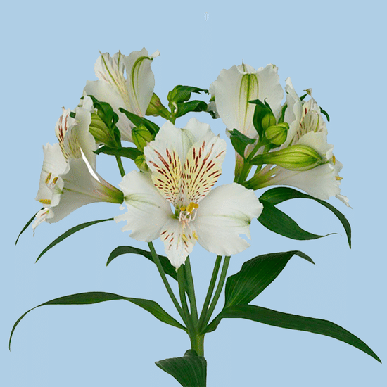 Альстрёмерия (белая)