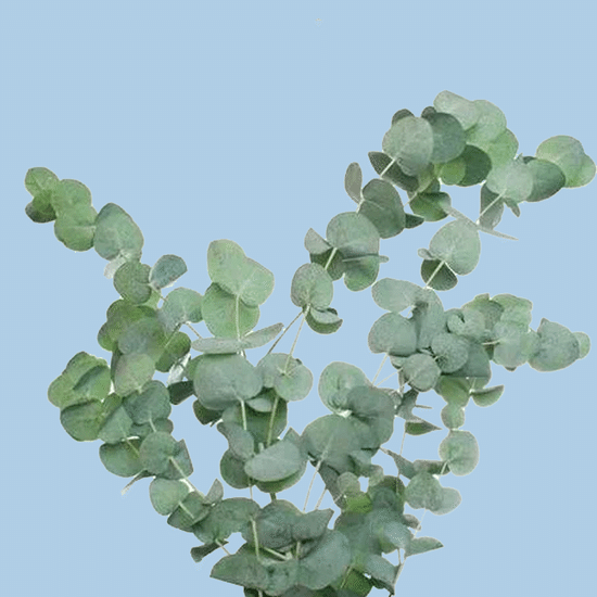 Эвкалипт (цинерия)