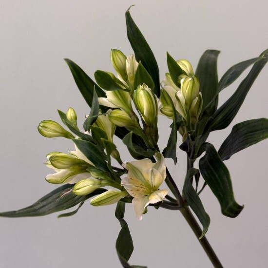 Альстромерия