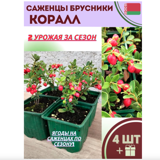 Набор брусника садовая «Коралл»